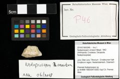 Foto (Objekt + Etiketten) von Nodoprosopon ornatum (Meyer, 1842) 